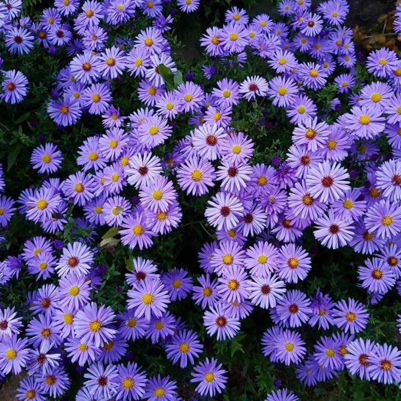 Live Aster Plant for Planting, Vibrant Purple Blooms 4-9 Inch Tall, Hardy and Perennial Aster, Ideal for Container and Outdoor Growing