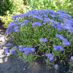 2 Aster Plants Live, Asters Perennial Live Plants, 5 to 7 Inc Tall, Flower Plant for Gardening (Blue)