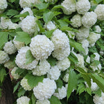Snowball Bush Live Plant 4 Inch Pot, Snowball Viburnum Tree 6-10 Inch Tall, Flowering Shrub for Outdoor Garden and Landscape