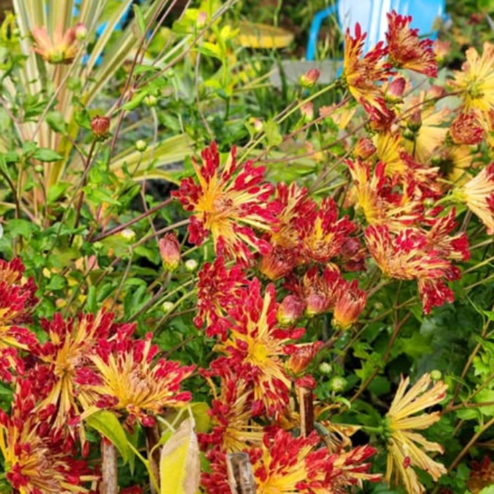 Chrysanthemum Flower Plant, Red Orange Mums Plant Live, 5 to 7 Inc Tall Chrysanthemum Plants Live for Growing Perennial Flower, Mum Live Plant