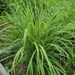 Pack 3 Big Lemon Grass Live Plants, Lemongrass Plants for Outside Planting, Indoor Outdoor Herb Rooted Stalks