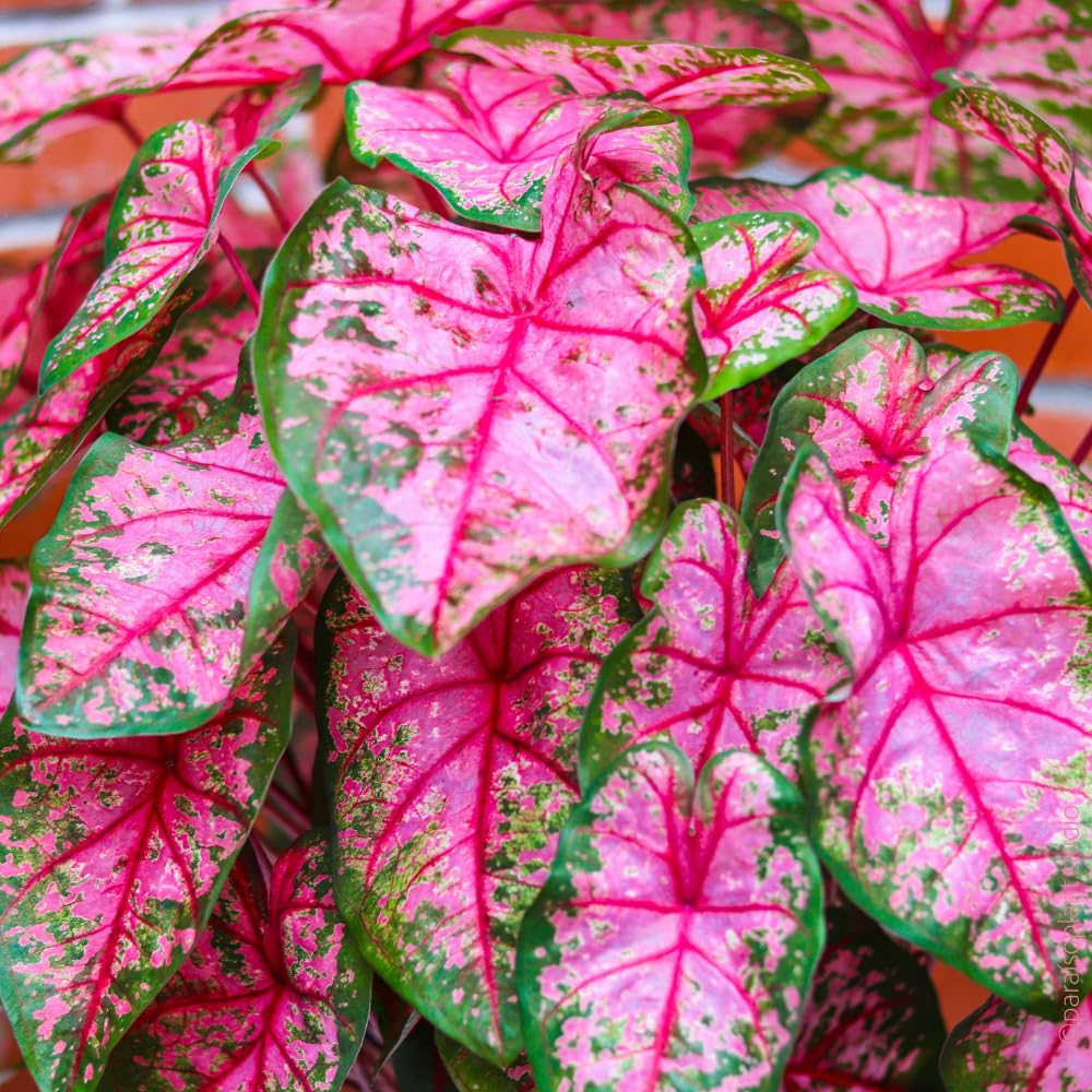 Set 2 Caladium Plants, Mix Caladium Houseplant Live 4-6 Inches Tall, Garden and Container Growing (Pink)