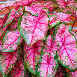 Set 2 Caladium Plants, Mix Caladium Houseplant Live 4-6 Inches Tall, Garden and Container Growing (Pink)