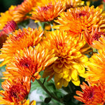 Chrysanthemum Flower Plant, Dark Orange Mums Plant Live for Gardening, 5 to 7 Inc Tall Mum Live Plant Well Rooted Outdoor Indoor