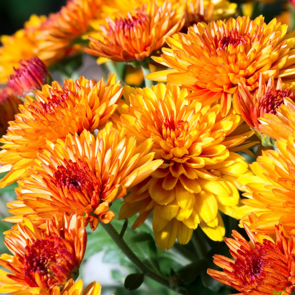 Chrysanthemum Flower Plant, Dark Orange Mums Plant Live for Gardening, 5 to 7 Inc Tall Mum Live Plant Well Rooted Outdoor Indoor