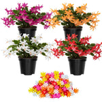 Thanksgiving Cactus Live Plant in 2" Pot, Holiday Christmas Cactus Plants Live, Winter Bloom, Indoor Planting, Ready to Blooms (Random Single Bloom)