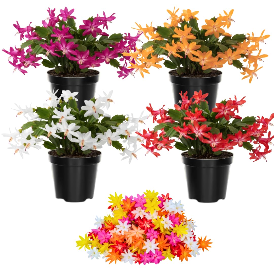 Thanksgiving Cactus Live Plant in 2" Pot, Holiday Christmas Cactus Plants Live, Winter Bloom, Indoor Planting, Ready to Blooms (Random Single Bloom)