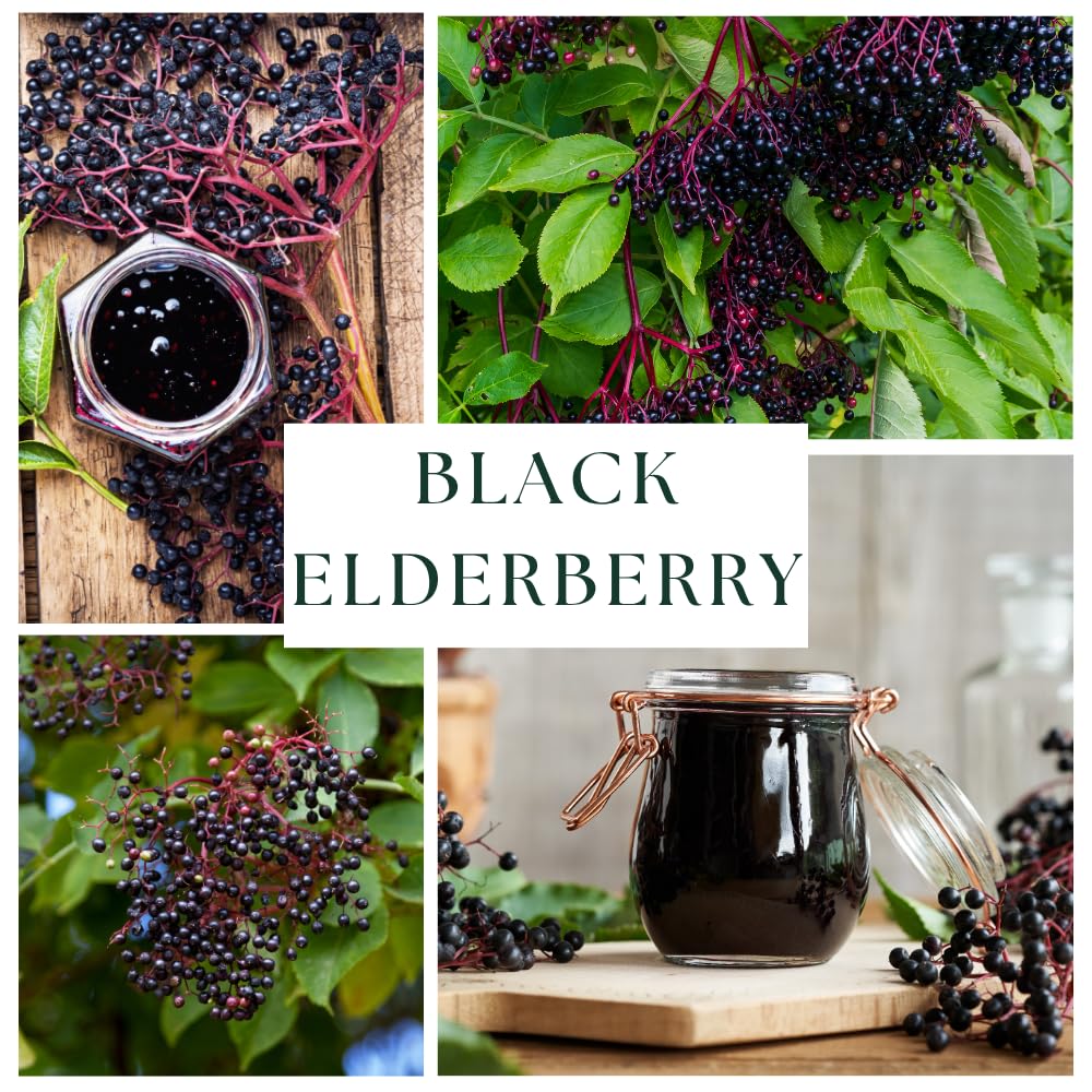 Set 10 Elderberry Cuttings for Planting, Elderberry Plant, 6-8 Inches Long, Black Elderberries for Edible Garden and Backyard