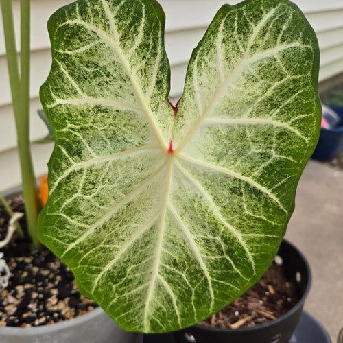 2 Caladium Plants Live for Planting, 4 to 6 Inc Tall, Caladium Live Plants Garden, 4 Inc Potted (Green)