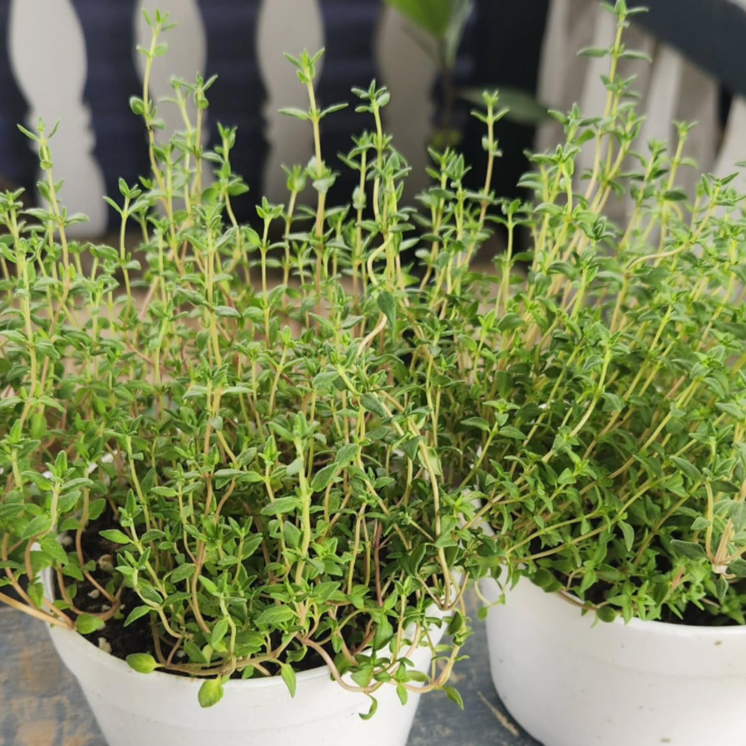 3 French Thyme Plant, Thyme Herb Planting Indoor Outdoor, 4-6 Inches Tall