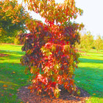 Sassafras Tree Live Plant 1-2 Feet Tall, Rare Sassafras Plant Well-Rooted in Pot, Very Cold Hardy, Zones 4 to 9