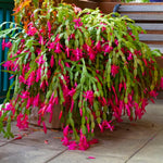 Christmas Cactus Plant, Thanksgiving Cactus in 4” Pot, Colorful Holiday Blooms, Indoor Gardens Growing (True Christmas Cactus)