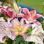 Set 4 Mixed Oriental Lilies Bulbs, Lily Bulbs, Flowering Bulb for Outdoor Garden Beds and Containers
