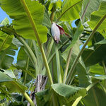 Banana Trees Live Plants from 4 to 6 Inc Long, Ice Cream Banana Plants Live for Planting Gardening Outdoor Indoor, 1 Plant