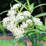 3 White Milkweed Plant Live, Asclepias Tuberosa Butterfly Bush, 4-8"