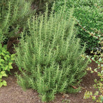 Set 2 Rosemary Plants Live, Ready to Grow Rosemary Plant 6 to 8 Inches, Hardy Fragrant Herb Plants for Outdoor Garden, 4'' Potted Plants