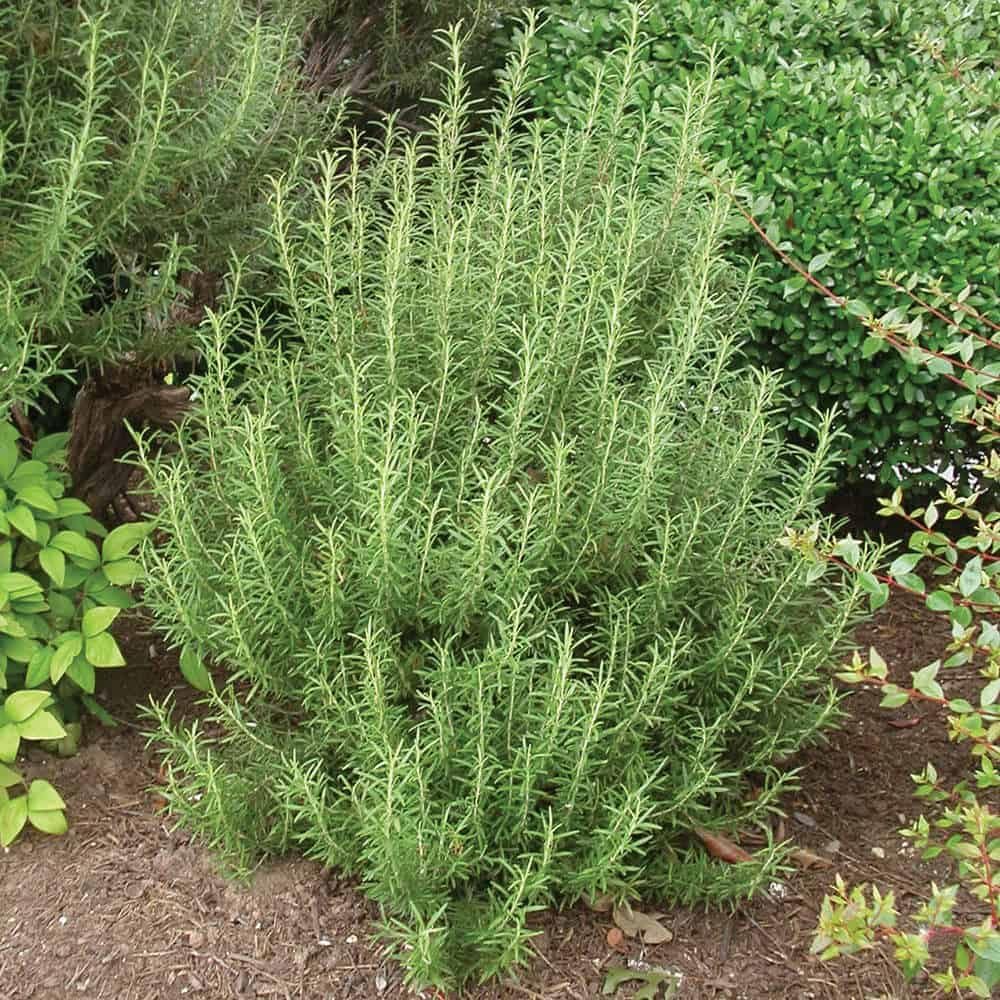 Set 2 Rosemary Plants Live, Ready to Grow Rosemary Plant 6 to 8 Inches, Hardy Fragrant Herb Plants for Outdoor Garden, 4'' Potted Plants