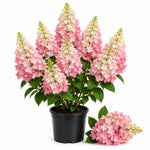 2 White to Pink Hydrangea Bushes Live Plants, Well Rooted, Dormant Hydrangea Tree Shrub 4-7 Inches for Planting