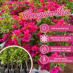 Set 2 Bright Pink Bougainvillea Live Plants 4-7 Inches Tall, Vibrant Bumgainvillea Flowering Vines for Garden, Patio Containers and Indoor Growing