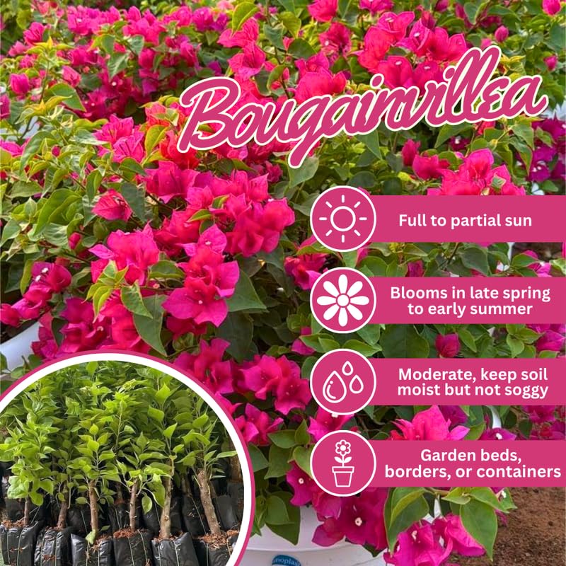 Set 2 Bright Pink Bougainvillea Live Plants 4-7 Inches Tall, Vibrant Bumgainvillea Flowering Vines for Garden, Patio Containers and Indoor Growing