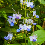 2 Clerodendrum Live Plants 4-7 Inches, Trailing Light Bulb Flowering Shrub, Indoor or Outdoor Ornamental (Blue Butterfly)