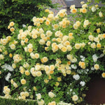 Yellow Sunrosa Rose Live Plant, 6 Months Old Starter, Fragrant Yellow Bush Roses for Planting Outdoor, No Pot