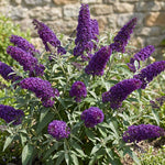 2 Dark Purple Butterfly Bush Plants Live, Vibrant Buddleia Plants 4-7 Inches, Colorful Flowering Shrub for Outdoor Garden