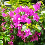 2 Bougainvillea Plants Live, Bougainvillea Live Plant, 4 to 6 Inc Tall, Flower Vine Plant Garden (Purple)
