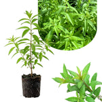 Lemon Verbena Plant Live, Green Foliage Herbs, Verbena Plant, 3-5 Inches Tall, Well-Rooted for Outdoor Planting