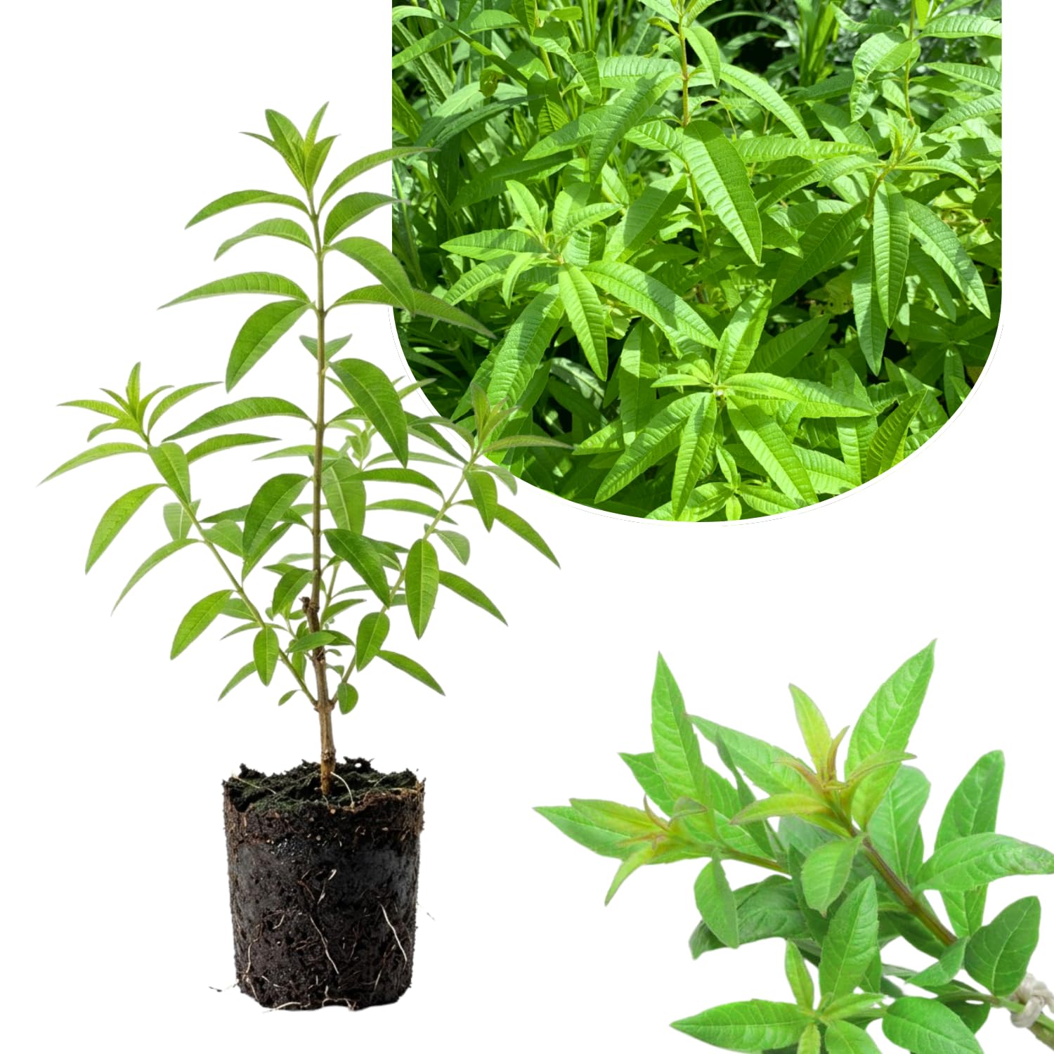 Lemon Verbena Plant Live, Green Foliage Herbs, Verbena Plant, 3-5 Inches Tall, Well-Rooted for Outdoor Planting
