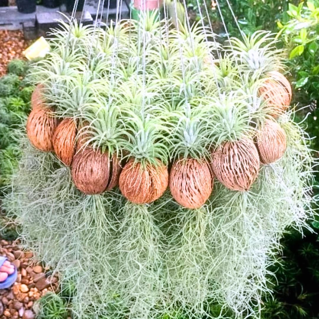 Air Plants Spanish Moss for Plants Indoor, Tillandsia Air Plant Live, Air Purifying Plant Indoor, Clump 10" Long for Home Garden Decoration, Hanging Houseplant