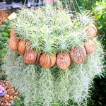 Air Plants Spanish Moss for Plants Indoor, Tillandsia Air Plant Live, Air Purifying Plant Indoor, Clump 10" Long for Home Garden Decoration, Hanging Houseplant