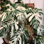 Philodendron Plant Live, Rare Tropical Variegated Live Indoor Houseplant, Starter Plants No Pot, 5-9" in Tall (Monstera Thai Constellation)
