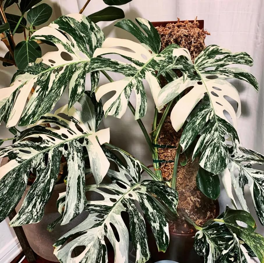 Philodendron Plant Live, Rare Tropical Variegated Live Indoor Houseplant, Starter Plants No Pot, 5-9" in Tall (Monstera Thai Constellation)