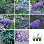 Pack 2 Butterfly Bush Live Plant, Fragrant Buddleia Shrub, 4-9 Inch Height, Vibrant Blooms for Landscaping (Blue Butterfly)