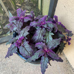 2 Gynura Purple Passion Plants Live, Gynura Aurantiaca Velvet Plant 4-7 Inches Tall for Home and Office, No Pot
