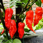Set 6 Hot Pepper Live Plants, 90 Days Old Live Pepper Chili Plant for Spring Planting (Red Jolokia Ghost)