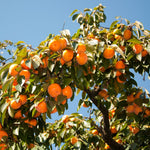 2 Sweet Persimmon Tree Seedlings, 1-1.5 Feet Tall, Hardy Persimmon Fruit Bearing Trees, Outdoor Garden Planting