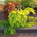 Golden Creeping Jenny Plant Live, 2-3 Inch Tall, Creeping Starter Plant for Ground Cover in Garden, Landscape, and Container Growing