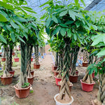 Money Tree, Live Money Tree, Easy Care Houseplant, 6-10 Inc Tall, Indoor Plant for Home and Office Decoration