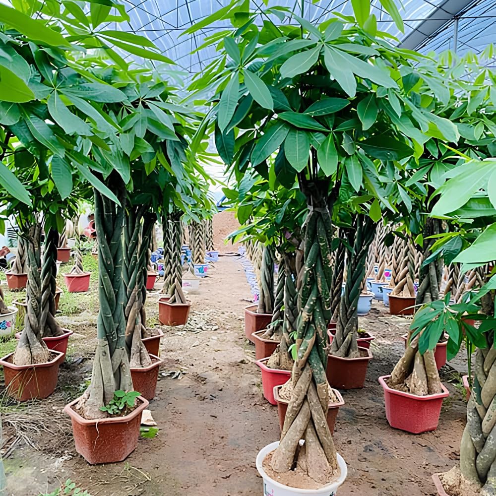 Money Tree, Live Money Tree, Easy Care Houseplant, 6-10 Inc Tall, Indoor Plant for Home and Office Decoration
