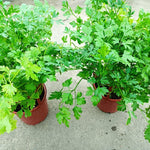 4 Parsley Live Plants, 3 to 5 Inc Tall, Live Parsley Plant Pot, Parsley Plants Live, Parsley Starter Plant