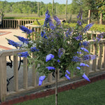 AVERAR 6 Months Old Light Blue Butterfly Bush Live Plant, Butterfly Bushes Ready to Plant Outdoor, Buddleia Plant Bush Shrub 5-7 Inches Tall, No Pot