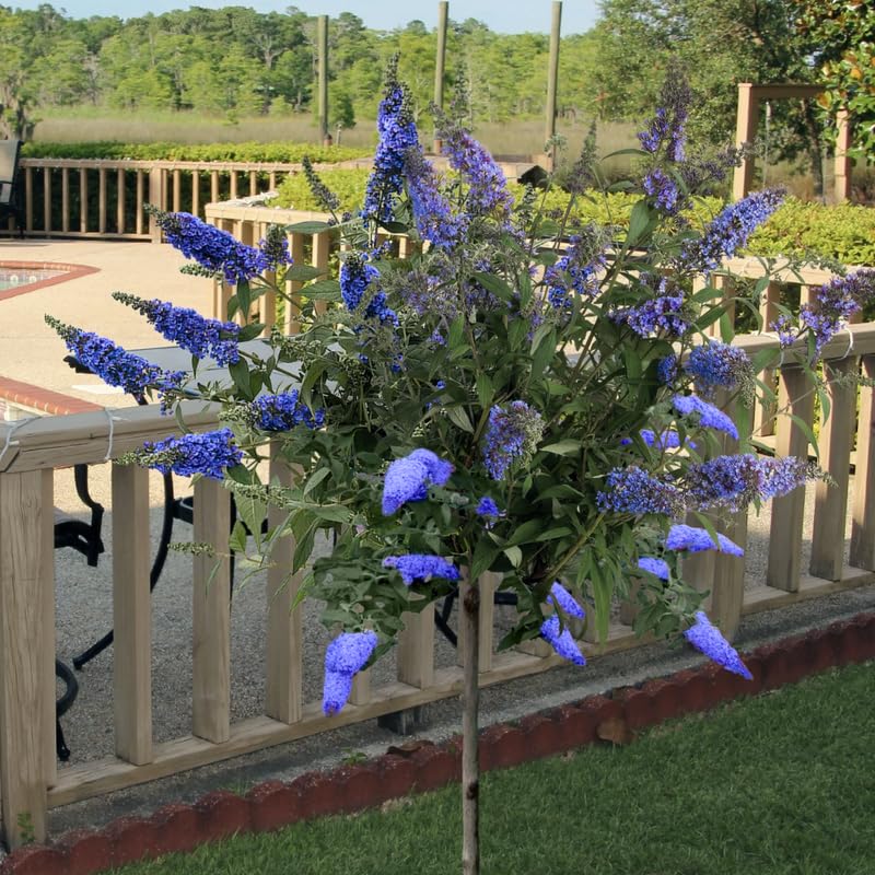 AVERAR 6 Months Old Light Blue Butterfly Bush Live Plant, Butterfly Bushes Ready to Plant Outdoor, Buddleia Plant Bush Shrub 5-7 Inches Tall, No Pot