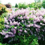 2 Lilac Trees Live Plants, 1 Year Old Well-Rooted Miss Kim Lilac Syringa Bushes Seedling, 6 to 12 Inches Tall, Fragrant, Zones 3-7