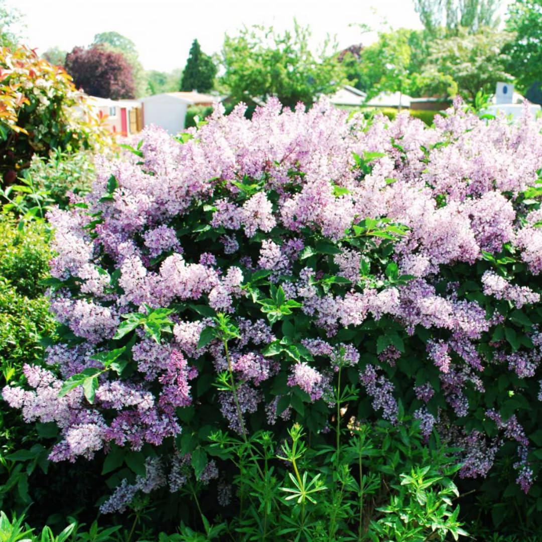 2 Miss Kim Lilac Trees Live Plants, 8 Months Old Well-Rooted Purple Syringa Bushes Seedling, 5 to 7 Inches Tall, Fragrant, Zones 3-7