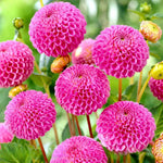2 Dahlia Bulbs for Spring Planting, Dahlia Bulbs for Planting Indoor and Outdoor (Dark Pink)