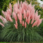 2 Pampas Grass Plants Live, Ornamental Grasses Live Plants Perennial, Mix Pampas Grass Live Plants Outside