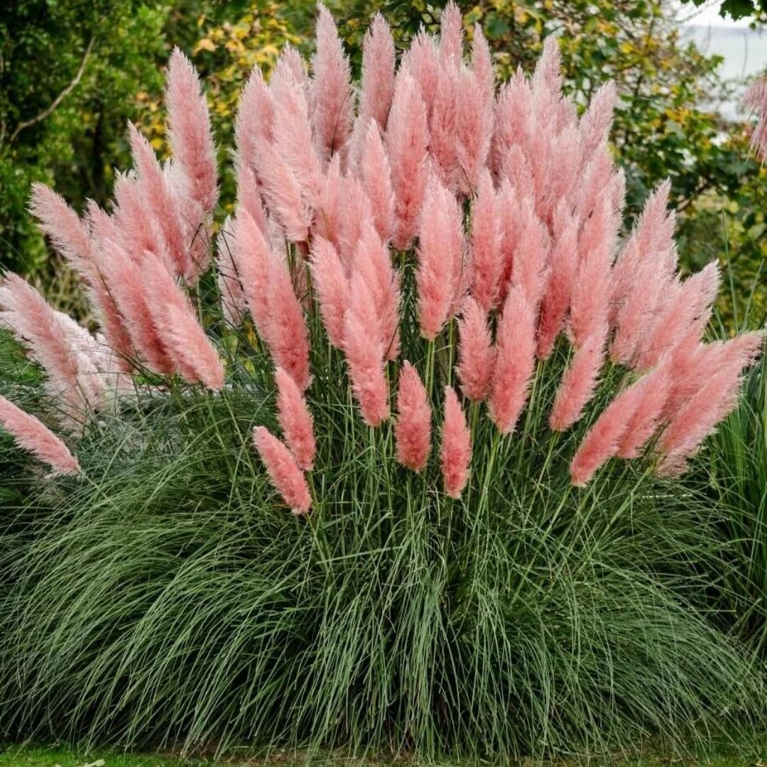 2 Pampas Grass Plants Live, Ornamental Grasses Live Plants Perennial, Mix Pampas Grass Live Plants Outside