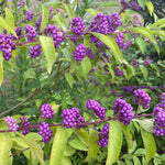 3 Purple Beautyberry Bush Shrub Plants Live, 4 to 7 Inc Tall, American Beautyberry Trees Live Plants for Growing Outdoor or Indoor